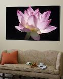 Lotus Flower (Nelumbo Lutea)-Holger Leue-Loft Art