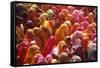 Holi Celebration in Dauji Temple, Dauji, Uttar Pradesh, India, Asia-Godong-Framed Stretched Canvas