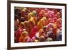 Holi Celebration in Dauji Temple, Dauji, Uttar Pradesh, India, Asia-Godong-Framed Photographic Print