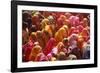 Holi Celebration in Dauji Temple, Dauji, Uttar Pradesh, India, Asia-Godong-Framed Photographic Print