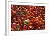 Holi Celebration in Dauji Temple, Dauji, Uttar Pradesh, India, Asia-Godong-Framed Photographic Print