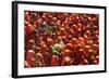 Holi Celebration in Dauji Temple, Dauji, Uttar Pradesh, India, Asia-Godong-Framed Photographic Print