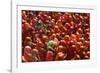 Holi Celebration in Dauji Temple, Dauji, Uttar Pradesh, India, Asia-Godong-Framed Photographic Print