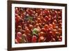 Holi Celebration in Dauji Temple, Dauji, Uttar Pradesh, India, Asia-Godong-Framed Photographic Print