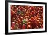 Holi Celebration in Dauji Temple, Dauji, Uttar Pradesh, India, Asia-Godong-Framed Photographic Print