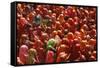 Holi Celebration in Dauji Temple, Dauji, Uttar Pradesh, India, Asia-Godong-Framed Stretched Canvas