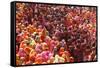 Holi Celebration in Dauji Temple, Dauji, Uttar Pradesh, India, Asia-Godong-Framed Stretched Canvas