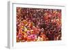 Holi Celebration in Dauji Temple, Dauji, Uttar Pradesh, India, Asia-Godong-Framed Photographic Print