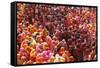 Holi Celebration in Dauji Temple, Dauji, Uttar Pradesh, India, Asia-Godong-Framed Stretched Canvas