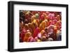 Holi Celebration in Dauji Temple, Dauji, Uttar Pradesh, India, Asia-Godong-Framed Photographic Print