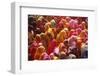 Holi Celebration in Dauji Temple, Dauji, Uttar Pradesh, India, Asia-Godong-Framed Photographic Print