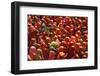 Holi Celebration in Dauji Temple, Dauji, Uttar Pradesh, India, Asia-Godong-Framed Photographic Print