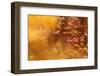 Holi Celebration in Dauji Temple, Dauji, Uttar Pradesh, India, Asia-Godong-Framed Photographic Print