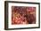 Holi Celebration in Dauji Temple, Dauji, Uttar Pradesh, India, Asia-Godong-Framed Photographic Print