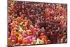Holi Celebration in Dauji Temple, Dauji, Uttar Pradesh, India, Asia-Godong-Mounted Photographic Print