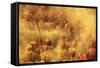 Holi Festival, Nandgaon, India-ClickAlps-Framed Stretched Canvas