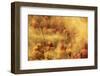 Holi Festival, Nandgaon, India-ClickAlps-Framed Photographic Print