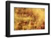 Holi Festival, Nandgaon, India-ClickAlps-Framed Photographic Print