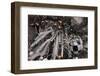 Holiday Christmas tree scene-Panoramic Images-Framed Photographic Print