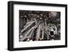 Holiday Christmas tree scene-Panoramic Images-Framed Photographic Print