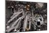 Holiday Christmas tree scene-Panoramic Images-Mounted Photographic Print