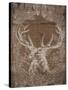 Holiday Deer-SD Graphics Studio-Stretched Canvas