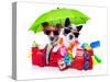 Holiday Dogs-Javier Brosch-Stretched Canvas