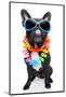 Holiday Summer Dog-Javier Brosch-Mounted Photographic Print