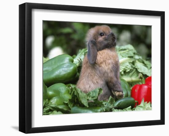 Holland Lop Domestic Rabbit-Lynn M. Stone-Framed Photographic Print