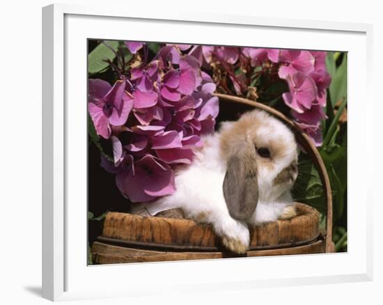 Holland Lop Eared Rabbit in Basket, USA-Lynn M. Stone-Framed Photographic Print