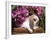 Holland Lop Eared Rabbit in Basket, USA-Lynn M. Stone-Framed Photographic Print