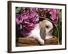 Holland Lop Eared Rabbit in Basket, USA-Lynn M. Stone-Framed Photographic Print