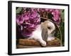 Holland Lop Eared Rabbit in Basket, USA-Lynn M. Stone-Framed Photographic Print