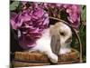 Holland Lop Eared Rabbit in Basket, USA-Lynn M. Stone-Mounted Photographic Print