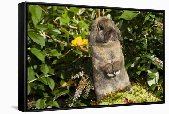 Holland Lop Rabbit, Griswold, Connecticut, USA-Lynn M^ Stone-Framed Stretched Canvas