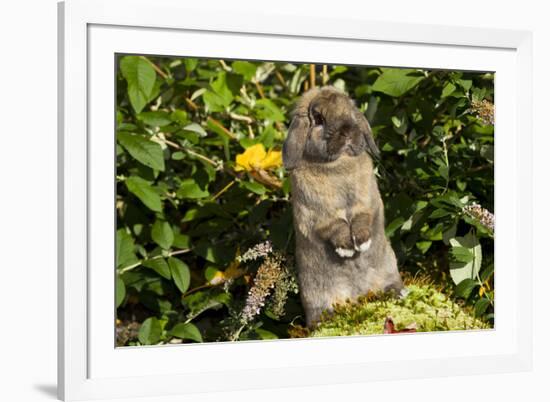 Holland Lop Rabbit, Griswold, Connecticut, USA-Lynn M^ Stone-Framed Photographic Print