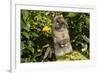 Holland Lop Rabbit, Griswold, Connecticut, USA-Lynn M^ Stone-Framed Photographic Print