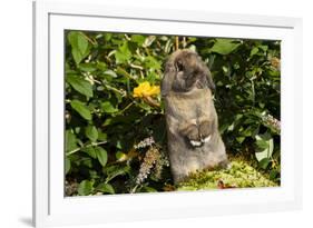 Holland Lop Rabbit, Griswold, Connecticut, USA-Lynn M^ Stone-Framed Photographic Print