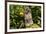 Holland Lop Rabbit, Griswold, Connecticut, USA-Lynn M^ Stone-Framed Photographic Print