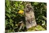 Holland Lop Rabbit, Griswold, Connecticut, USA-Lynn M^ Stone-Mounted Photographic Print