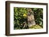 Holland Lop Rabbit, Griswold, Connecticut, USA-Lynn M^ Stone-Framed Photographic Print