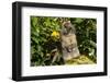 Holland Lop Rabbit, Griswold, Connecticut, USA-Lynn M^ Stone-Framed Photographic Print