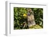 Holland Lop Rabbit, Griswold, Connecticut, USA-Lynn M^ Stone-Framed Photographic Print