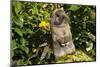 Holland Lop Rabbit, Griswold, Connecticut, USA-Lynn M^ Stone-Mounted Photographic Print