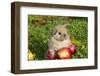 Holland Lop Rabbit Juvenile, Griswold, Connecticut, USA-Lynn M^ Stone-Framed Photographic Print