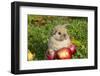 Holland Lop Rabbit Juvenile, Griswold, Connecticut, USA-Lynn M^ Stone-Framed Photographic Print