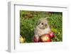 Holland Lop Rabbit Juvenile, Griswold, Connecticut, USA-Lynn M^ Stone-Framed Photographic Print