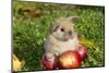 Holland Lop Rabbit Juvenile, Griswold, Connecticut, USA-Lynn M^ Stone-Mounted Photographic Print