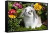 Holland Lop Rabbit on Club Moss Among Flowers, Torrington, Connecticut, USA-Lynn M^ Stone-Framed Stretched Canvas