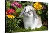 Holland Lop Rabbit on Club Moss Among Flowers, Torrington, Connecticut, USA-Lynn M^ Stone-Stretched Canvas